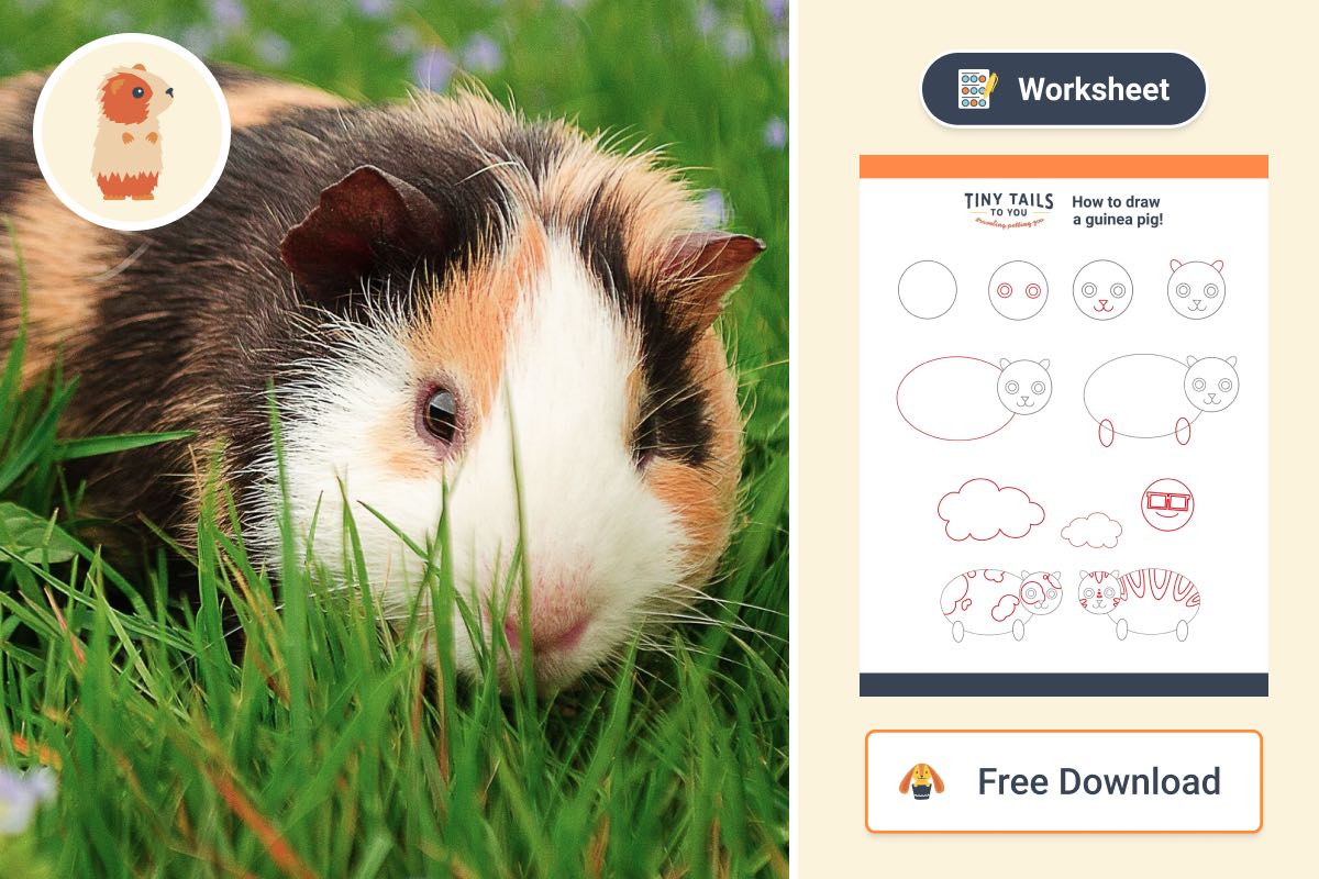 draw-a-guinea-pig-tiny-tails-to-you
